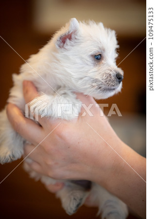 westie puppy westie puppy 109475133