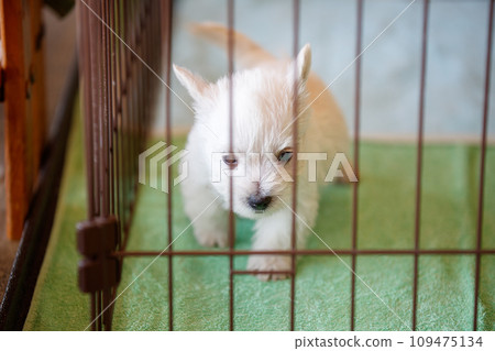 westie puppy westie puppy 109475134