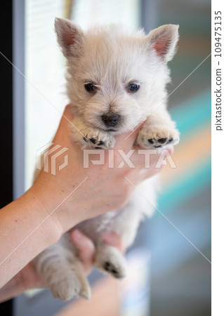 westie puppy westie puppy 109475135
