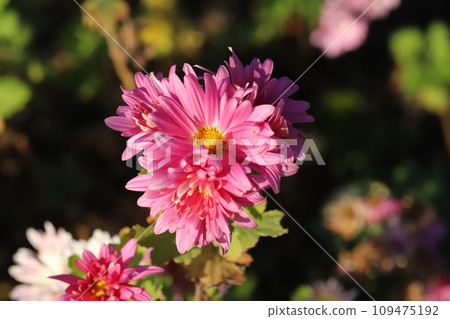 粉紅色的噴霧 giku 花盛開在秋天的花園裡 109475192