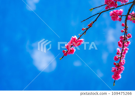 [Early spring material] Achi Village's peach blossoms and blue sky [Nagano Prefecture] 109475266