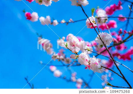 [Early spring material] Achi Village's peach blossoms and blue sky [Nagano Prefecture] 109475268