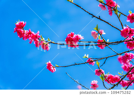 [Early spring material] Achi Village's peach blossoms and blue sky [Nagano Prefecture] 109475282