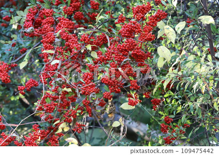 Red fruit of Pyracantha in the autumn park Red fruit of Pyracantha in the autumn park 109475442