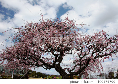 Plum blossom  109475799