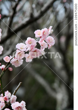 梅花 梅花 109475800