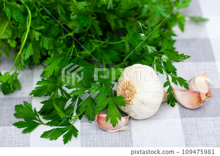 Green cilantro bunch and garlic cloves on plaid tablecloth 109475981