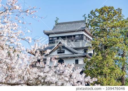 島根縣松江市，國寶松江城天守閣，櫻花盛開，晴空萬裡 109476046