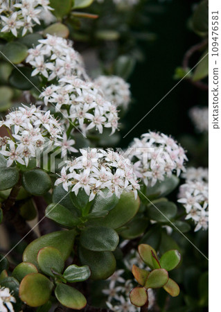 金花樹花 金花樹花 109476581