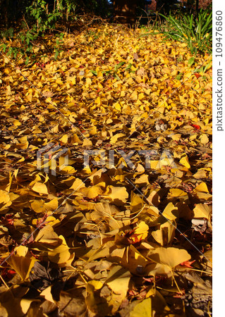 銀杏地毯 109476860