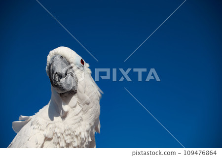 鸚鵡、白鸚鵡、美冠鸚鵡、鳥、長尾小鸚鵡 鸚鵡、白鸚鵡、美冠鸚鵡、鳥、長尾小鸚鵡 109476864