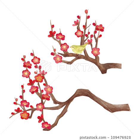 Illustration of plum blossoms painted in watercolor Illustration of plum blossoms painted in watercolor 109476928