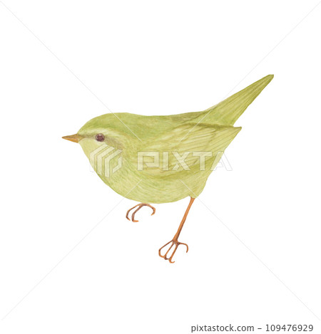 Cartoon illustration of a warbler painted in watercolor 109476929