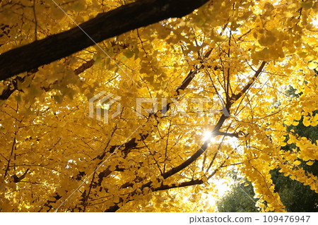 Ueno Park Ginkgo 109476947
