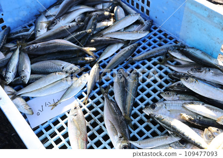 市面上販售的新鮮魚 109477093