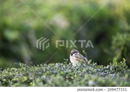 A cute sparrow that lives in the park 109477151