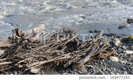 tree branches deposited by a mountain river stream lying in a pile on a rocky bank, wild river landscape as a natural texture, forest debris against the backdrop of fast flowing muddy water 109477283