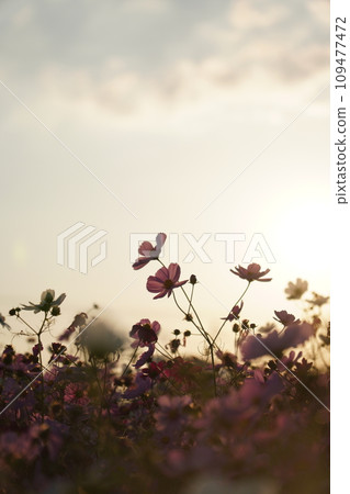 Cosmos Cosmos 109477472