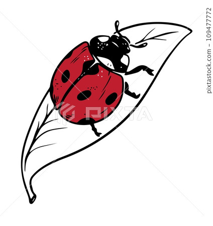 Sketch style ladybug red crawling on leaf black lineart isolated on white background 109477772