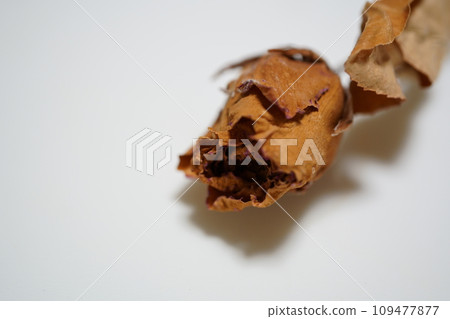Dried flowers, faded dried flowers Dried flowers, faded dried flowers 109477877