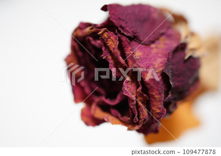 乾燥花、褪色乾燥花 乾燥花、褪色乾燥花 109477878