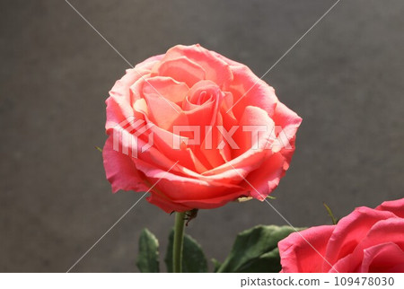 粉紅色起來了 109478030