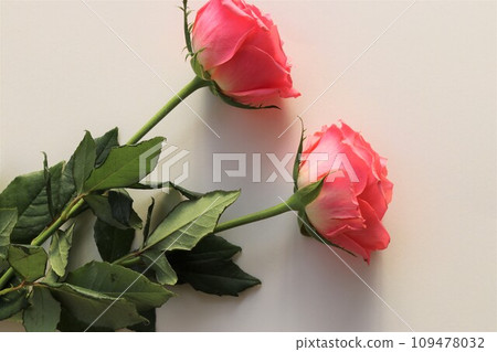 白色背景上的兩朵玫瑰 109478032