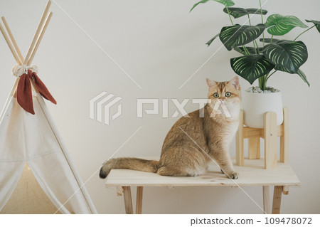 happy with cat concept with british cat play on camping table with camp and tropical tree and white background happy with cat concept with british cat play on camping table with camp and tropical tree and white background 109478072