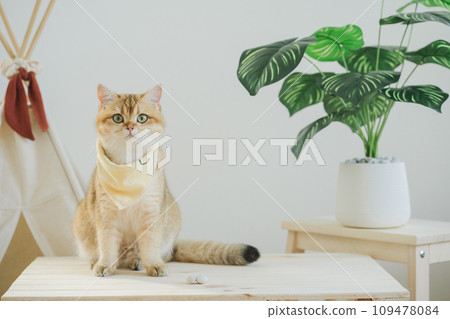 happy with cat concept with british cat play on camping table with camp and tropical tree and white background 109478084