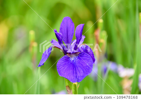 Iris Iris 109478168