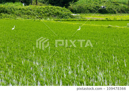 蒼鷺在稻田裡覓食 109478366