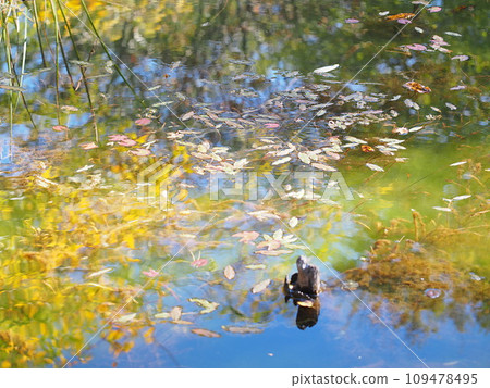 羊塘秋季水面風景 109478495