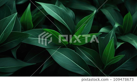 Banner with dark green leaves of a tropical plant Banner with dark green leaves of a tropical plant 109478673