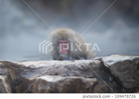 Japanese macaque on hot springs 109478726