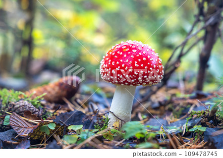 Red Toadstool in close-Up view in natural environment. Red Toadstool in close-Up view in natural environment. 109478745