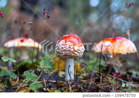 Group of Red Toadstools in close-Up view in natural environment 109478750