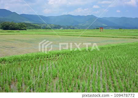 Torii of Sugawara Shrine 109478772