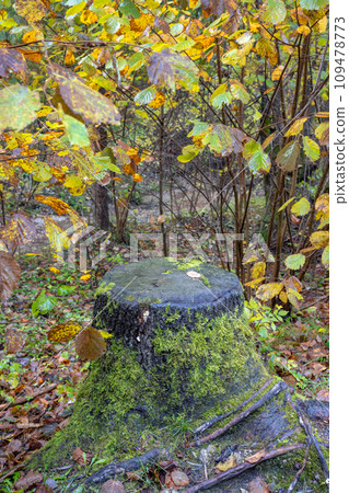 Colorful autumn foliage in forest. 109478773