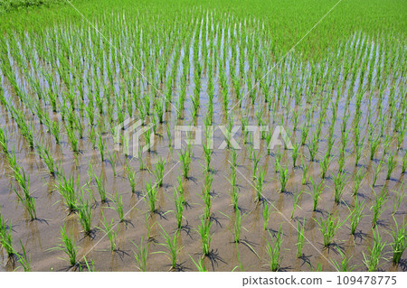 Paddy field 109478775