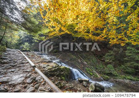 Tranquil autumn footpath along the stream through forest. 109478794