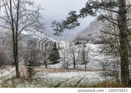 Winter landscape with snowy trees at hazy day. 109478841