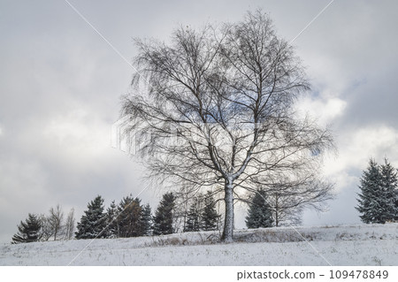 Snowy trees in winter landscape. Snowy trees in winter landscape. 109478849