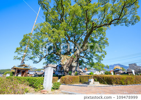 佐賀縣武雄市川鄉秋天的大樟樹 109478999