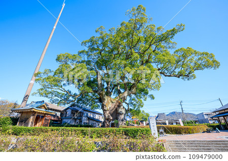 佐賀縣武雄市川鄉秋天的大樟樹 佐賀縣武雄市川鄉秋天的大樟樹 109479000
