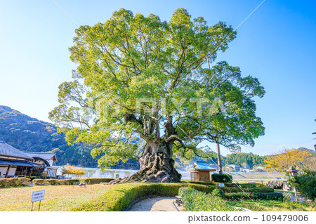 Large camphor tree in Kawago in autumn, Takeo City, Saga Prefecture Large camphor tree in Kawago in autumn, Takeo City, Saga Prefecture 109479006