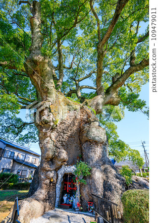 Large camphor tree in Kawago in autumn, Takeo City, Saga Prefecture 109479011