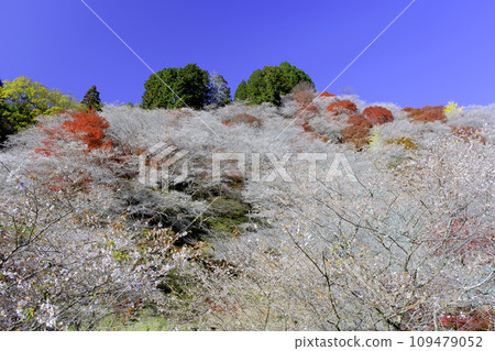 四季櫻和秋葉 1 四季櫻和秋葉 1 109479052