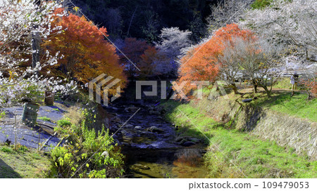 Cherry blossoms and autumn leaves along the river Cherry blossoms and autumn leaves along the river 109479053