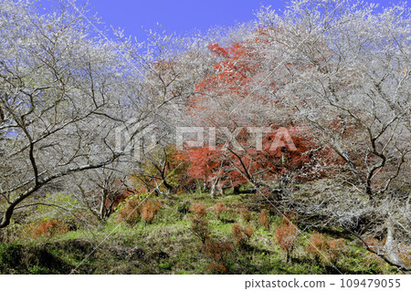 Cherry blossoms and autumn leaves Cherry blossoms and autumn leaves 109479055