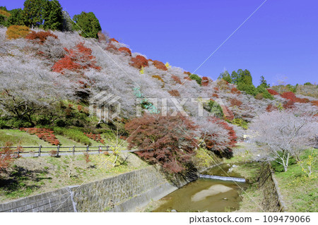 四季的櫻花與秋葉2 四季的櫻花與秋葉2 109479066